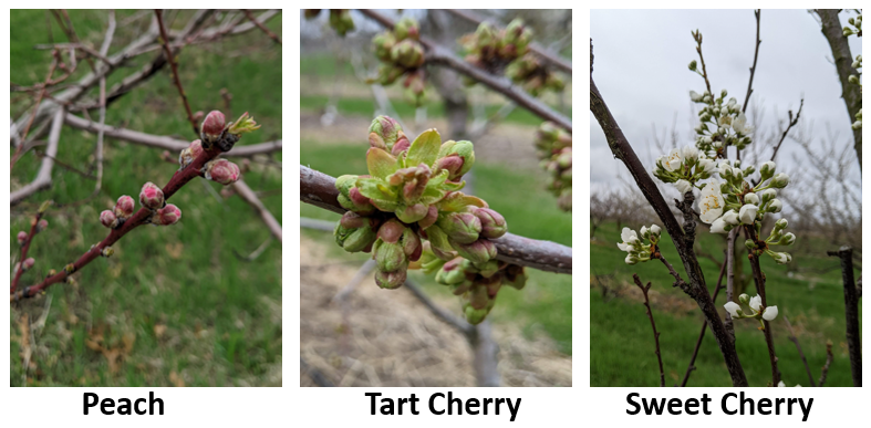 Phenology stone fruit